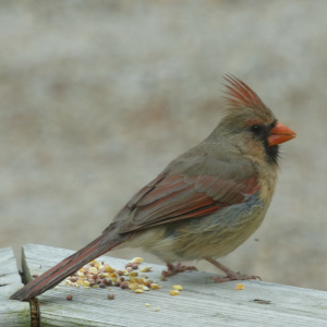 Photo of female Northern Cardinal