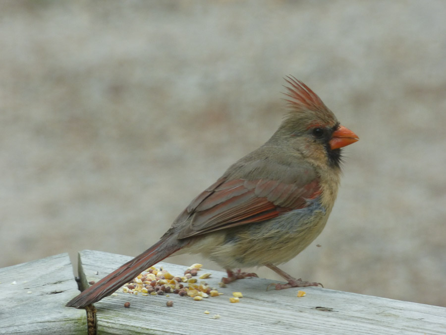 Photo of female Northern Cardinal