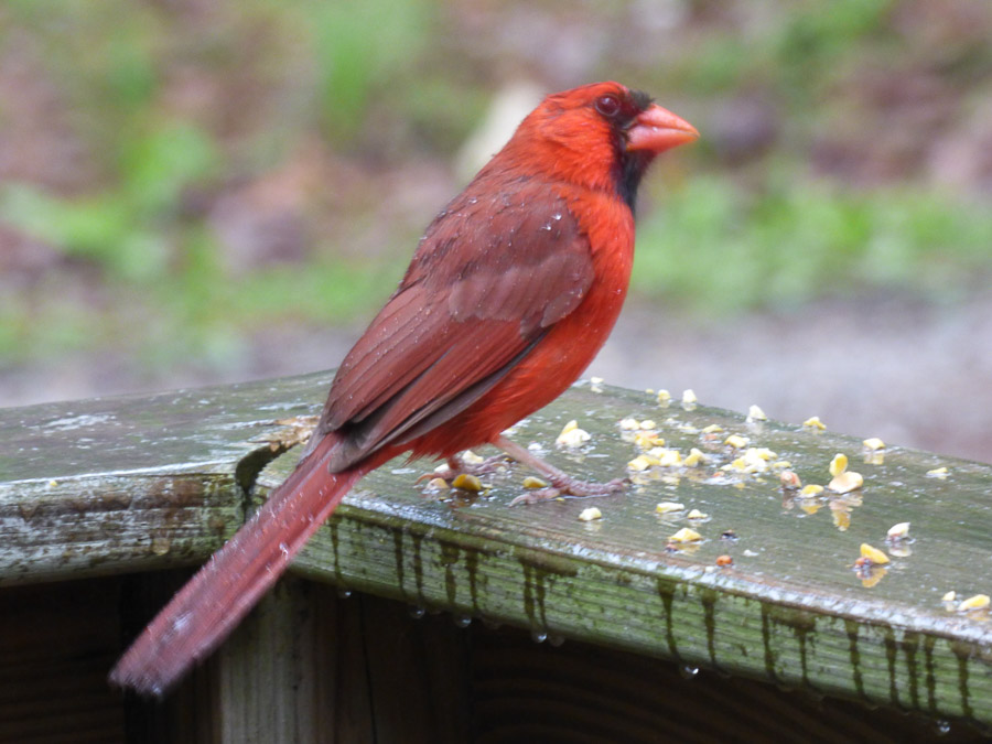 Photo of male Northern Cardinal