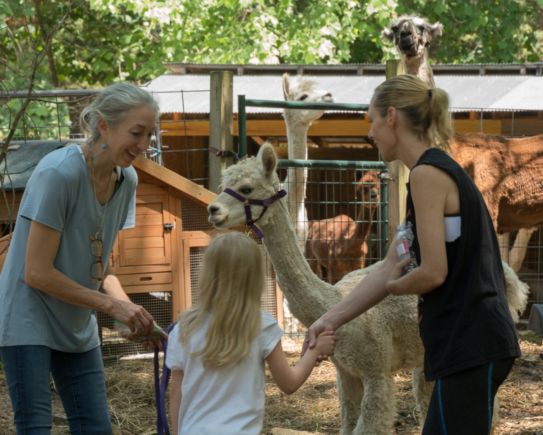Farmyard Critter Class with alpacas at Lake Lucerne Resort and Ranch, Eureka Springs, AR