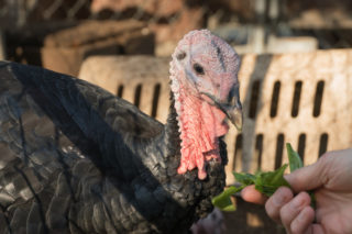 What's happening – New Turkeys  at Lake Lucerne Resort and Ranch